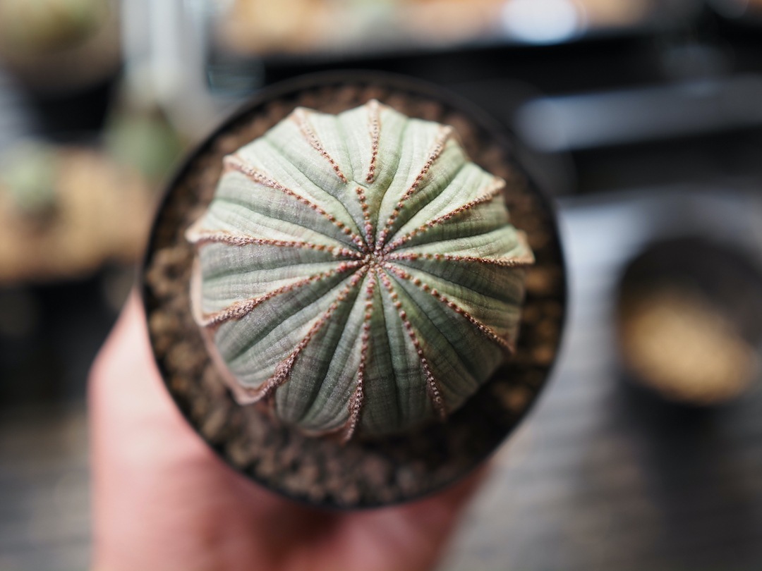 多稜オベサ】 輸入株 ユーフォルビア・オベサ | Euphorbia Obesa
