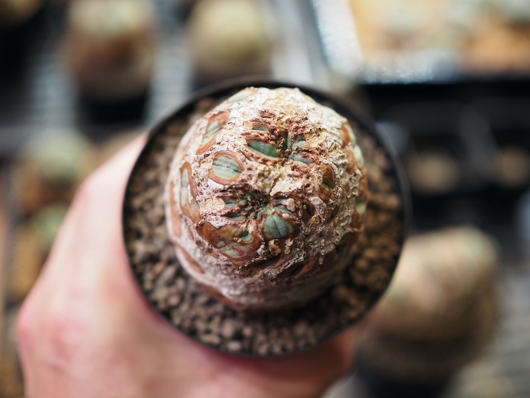 【超厳選オベサ】   輸入株 ユーフォルビア・オベサ