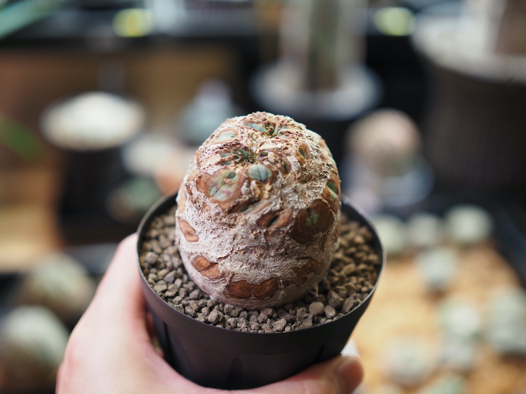 【超厳選オベサ】   輸入株 ユーフォルビア・オベサ