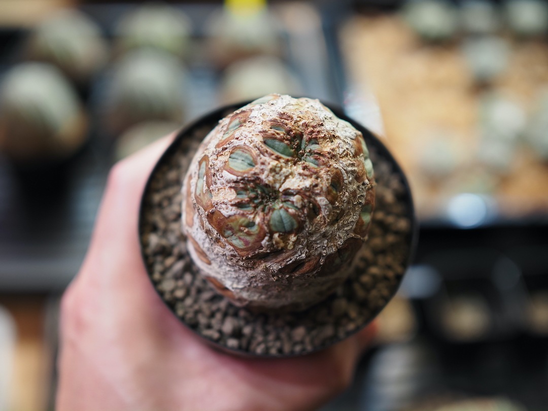 【超厳選オベサ】   輸入株 ユーフォルビア・オベサ