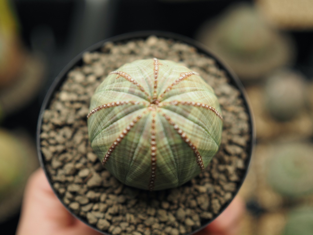 【美形オベサ】   輸入株 ユーフォルビア・オベサ