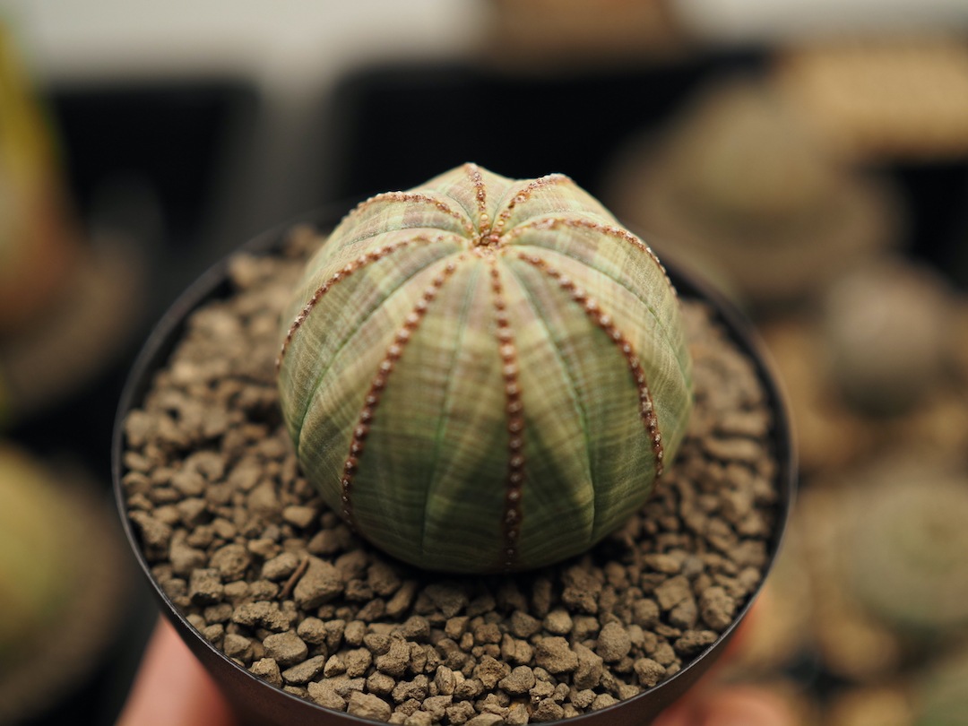 【美形オベサ】   輸入株 ユーフォルビア・オベサ