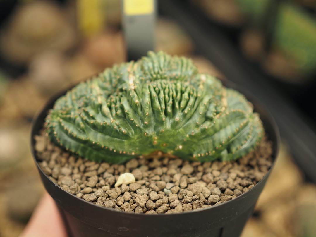 【綴化分頭オベサ】輸入株 ユーフォルビア・オベサ