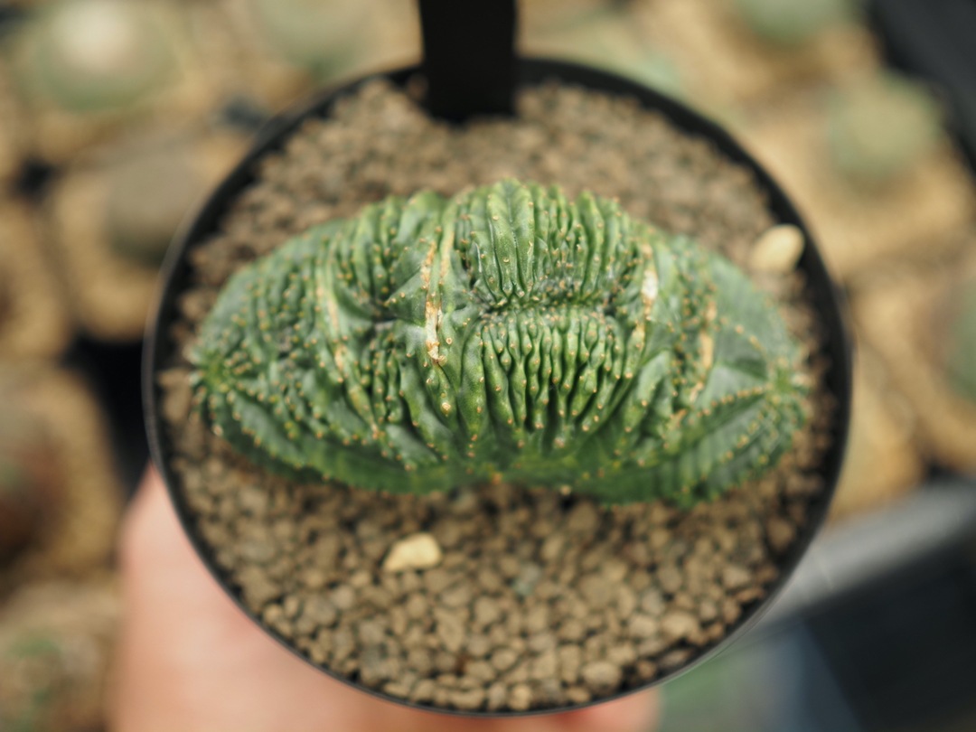 【綴化分頭オベサ】輸入株 ユーフォルビア・オベサ