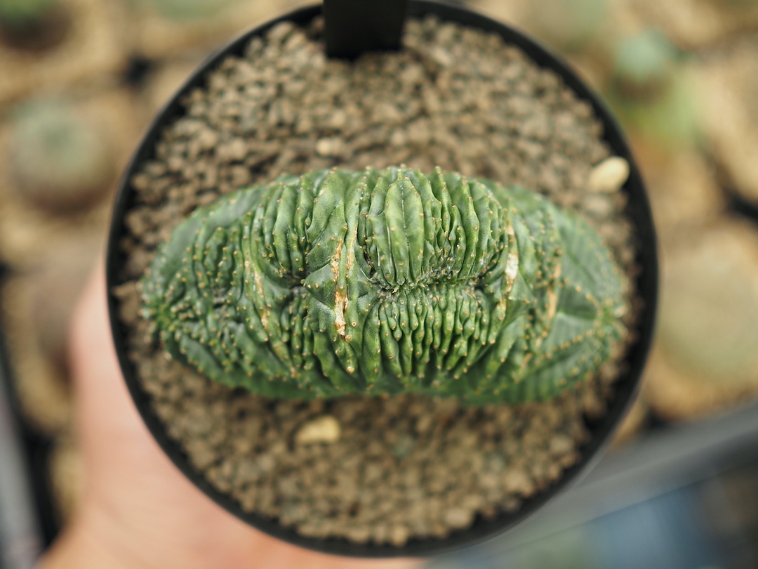 【綴化分頭オベサ】輸入株 ユーフォルビア・オベサ