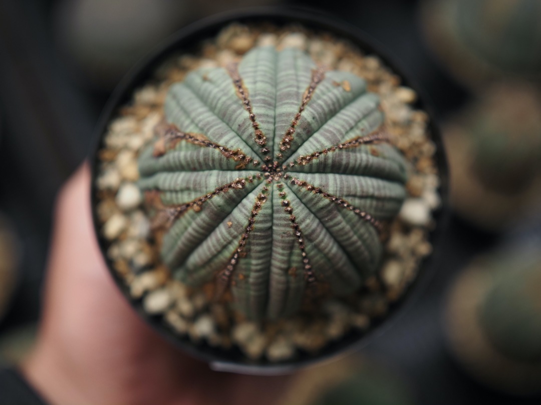 【美形美模様オベサ】👹 輸入株 ユーフォルビア・オベサ