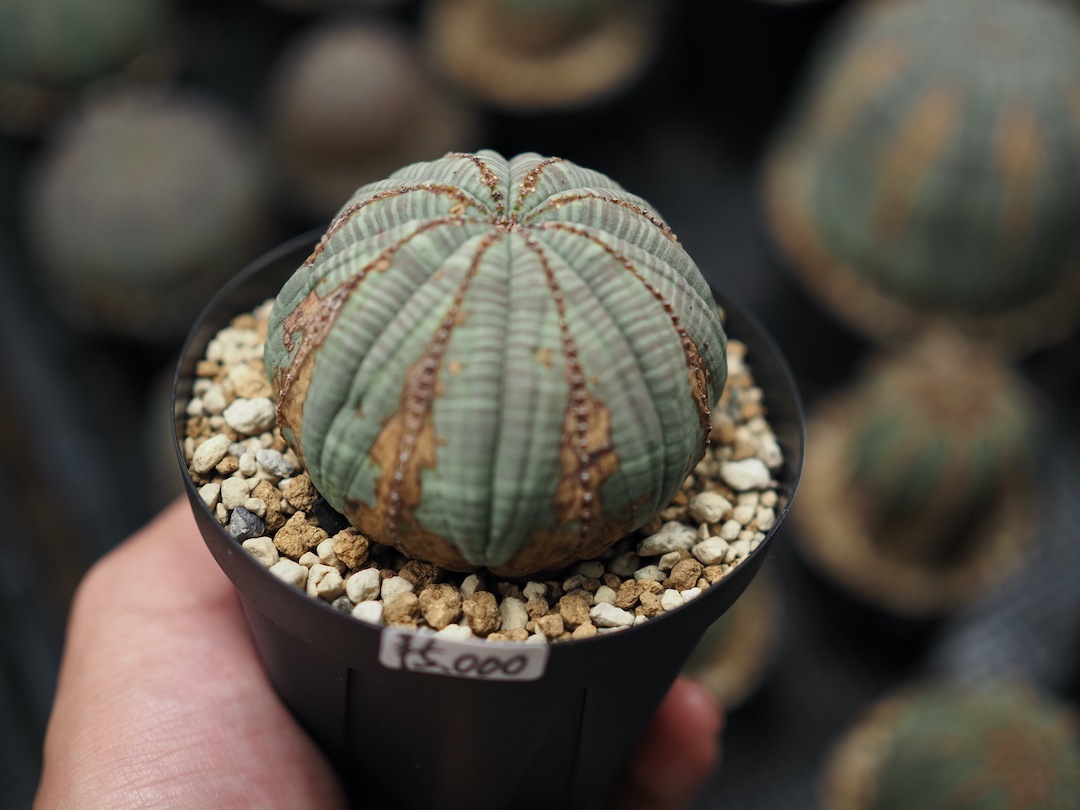 【美形美模様オベサ】👹 輸入株 ユーフォルビア・オベサ