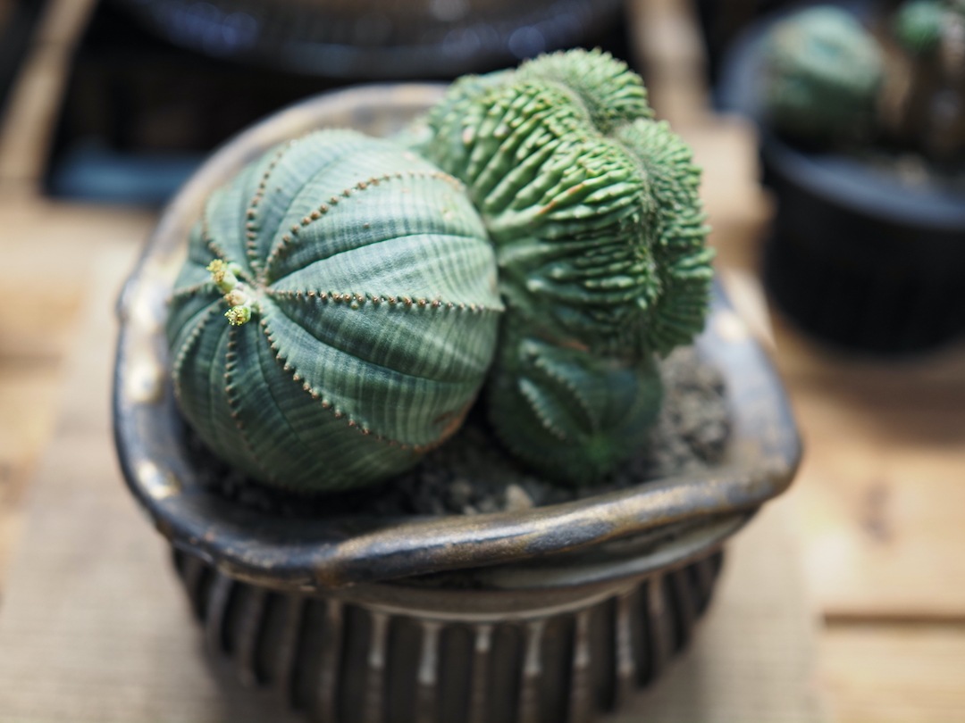 【Special コンビオベサ】 期間限定掲載　輸入株 ユーフォルビア・オベサ