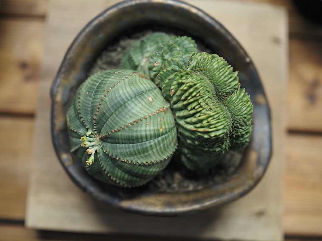 【Special コンビオベサ】 期間限定掲載　輸入株 ユーフォルビア・オベサ