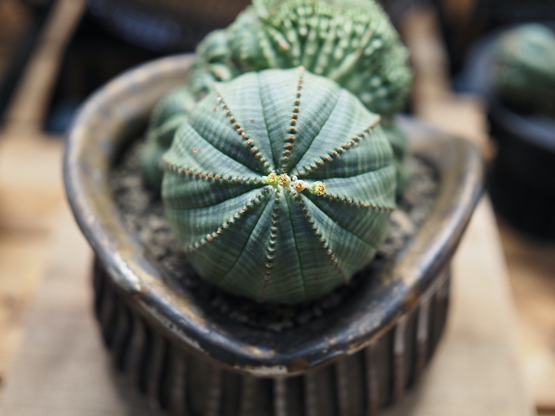 【Special コンビオベサ】 期間限定掲載　輸入株 ユーフォルビア・オベサ