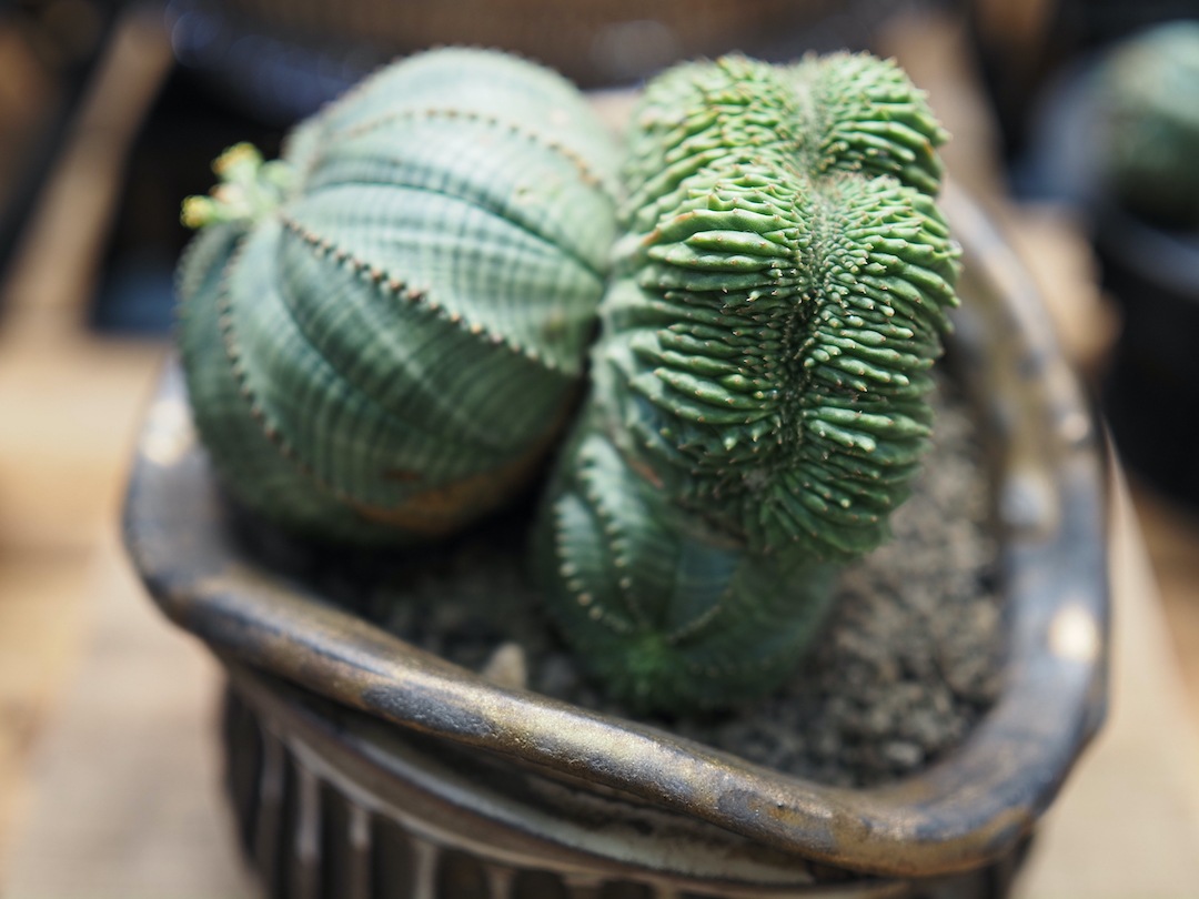 【Special コンビオベサ】 期間限定掲載　輸入株 ユーフォルビア・オベサ