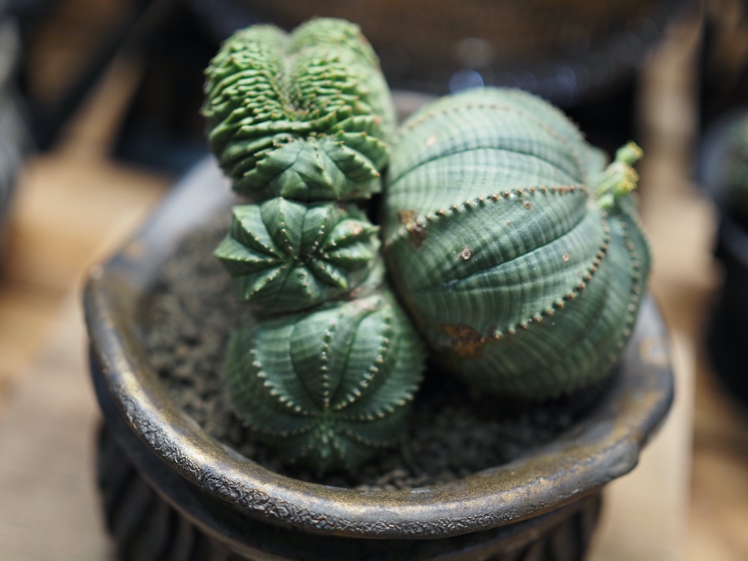 【Special コンビオベサ】 期間限定掲載　輸入株 ユーフォルビア・オベサ