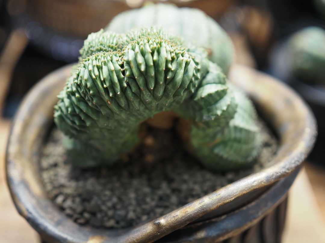 【Special コンビオベサ】 期間限定掲載　輸入株 ユーフォルビア・オベサ