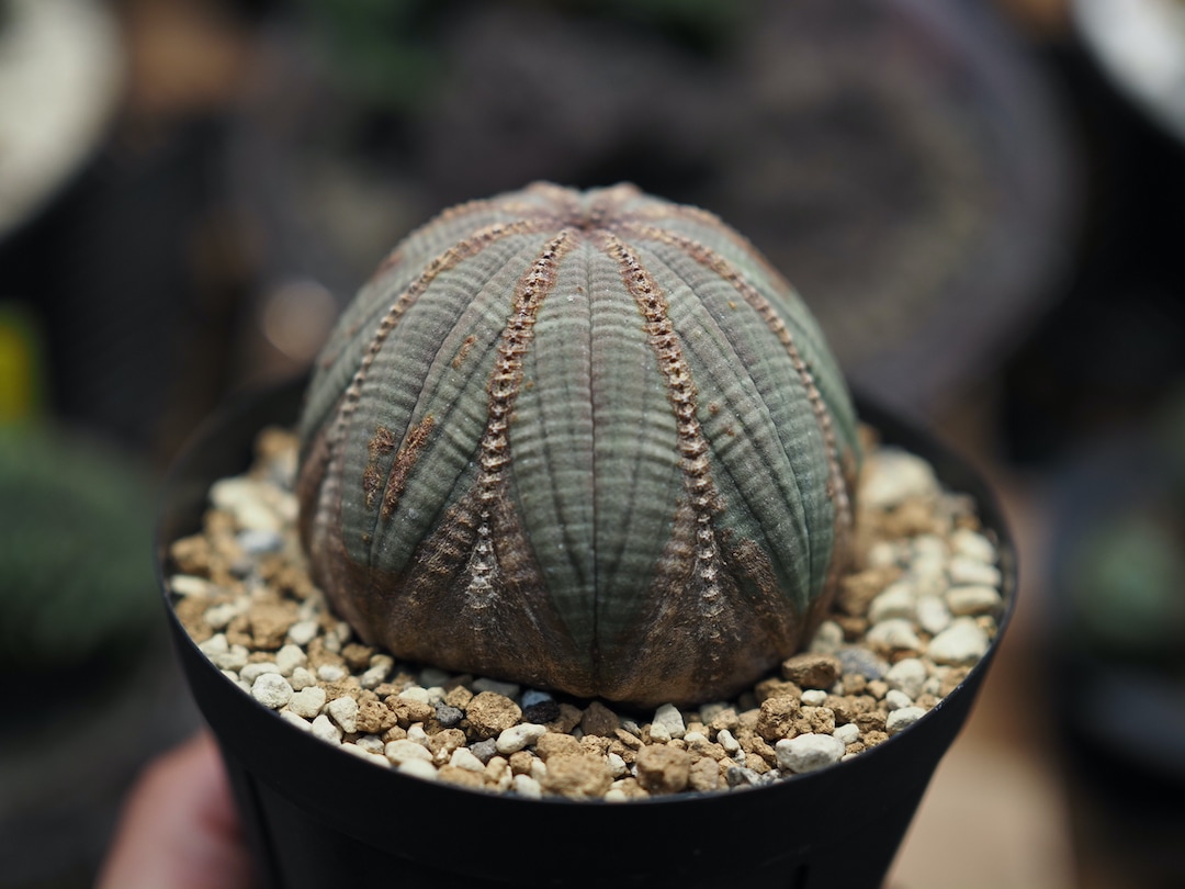 美形美木質化饅頭】 満足サイズ 輸入株 ユーフォルビア・オベサ