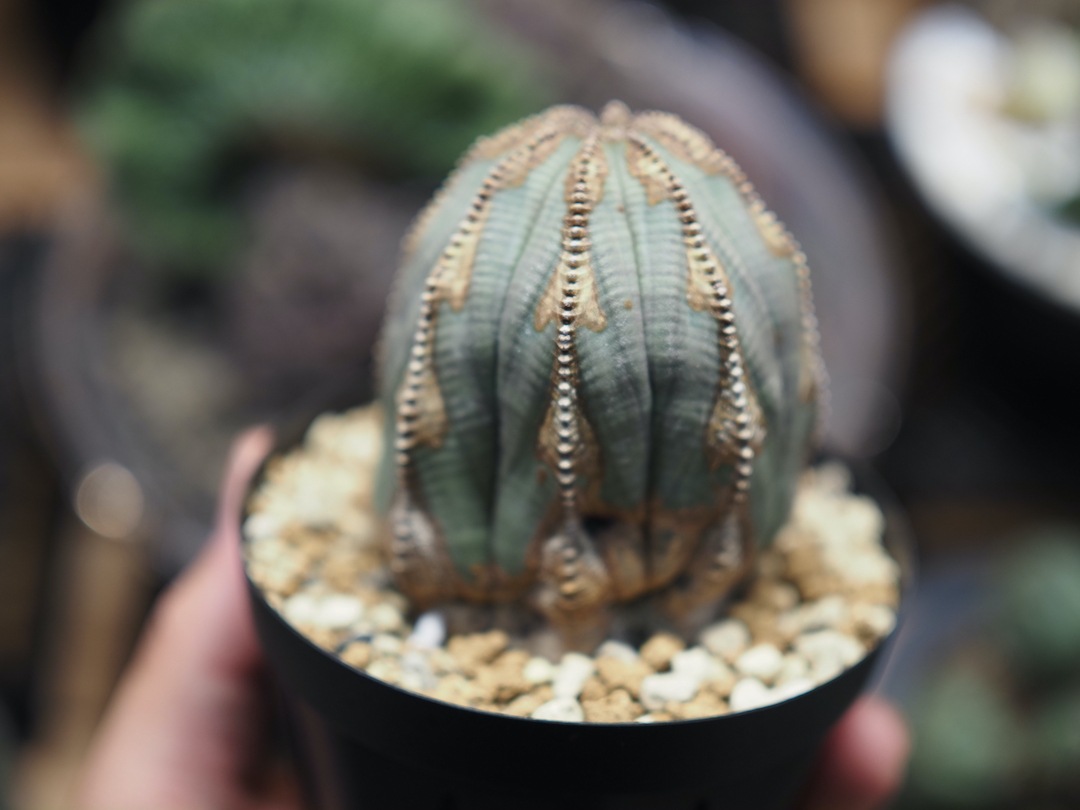 【異形異模様ARTオベサ】  輸入株 ユーフォルビア・オベサ