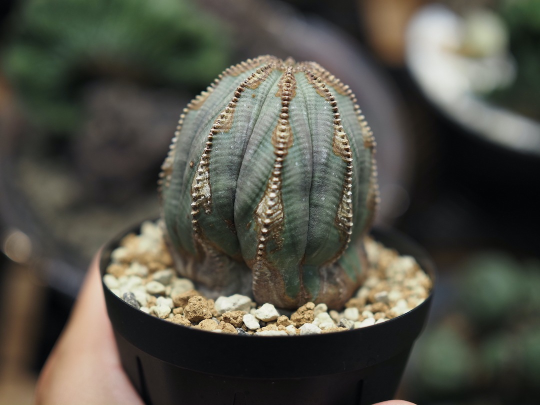 【異形異模様ARTオベサ】  輸入株 ユーフォルビア・オベサ