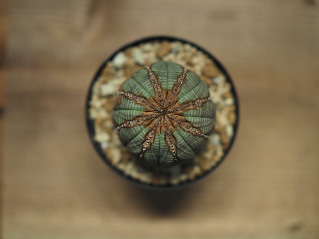 【成長点モゾモゾたまごオベサ】  輸入株 ユーフォルビア・オベサ