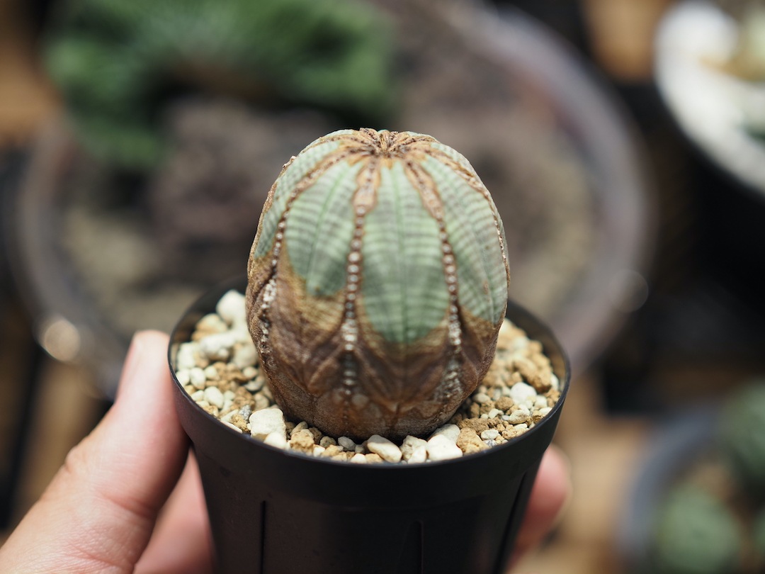 【成長点モゾモゾたまごオベサ】  輸入株 ユーフォルビア・オベサ