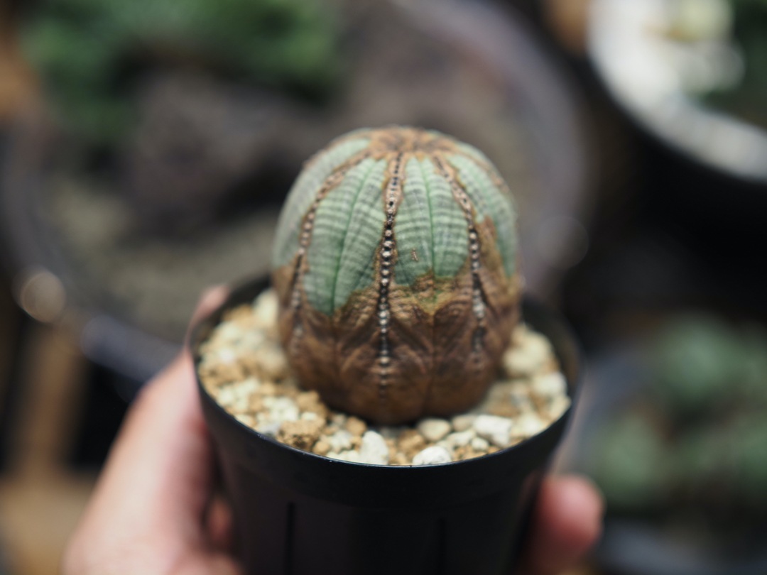 【成長点モゾモゾたまごオベサ】  輸入株 ユーフォルビア・オベサ