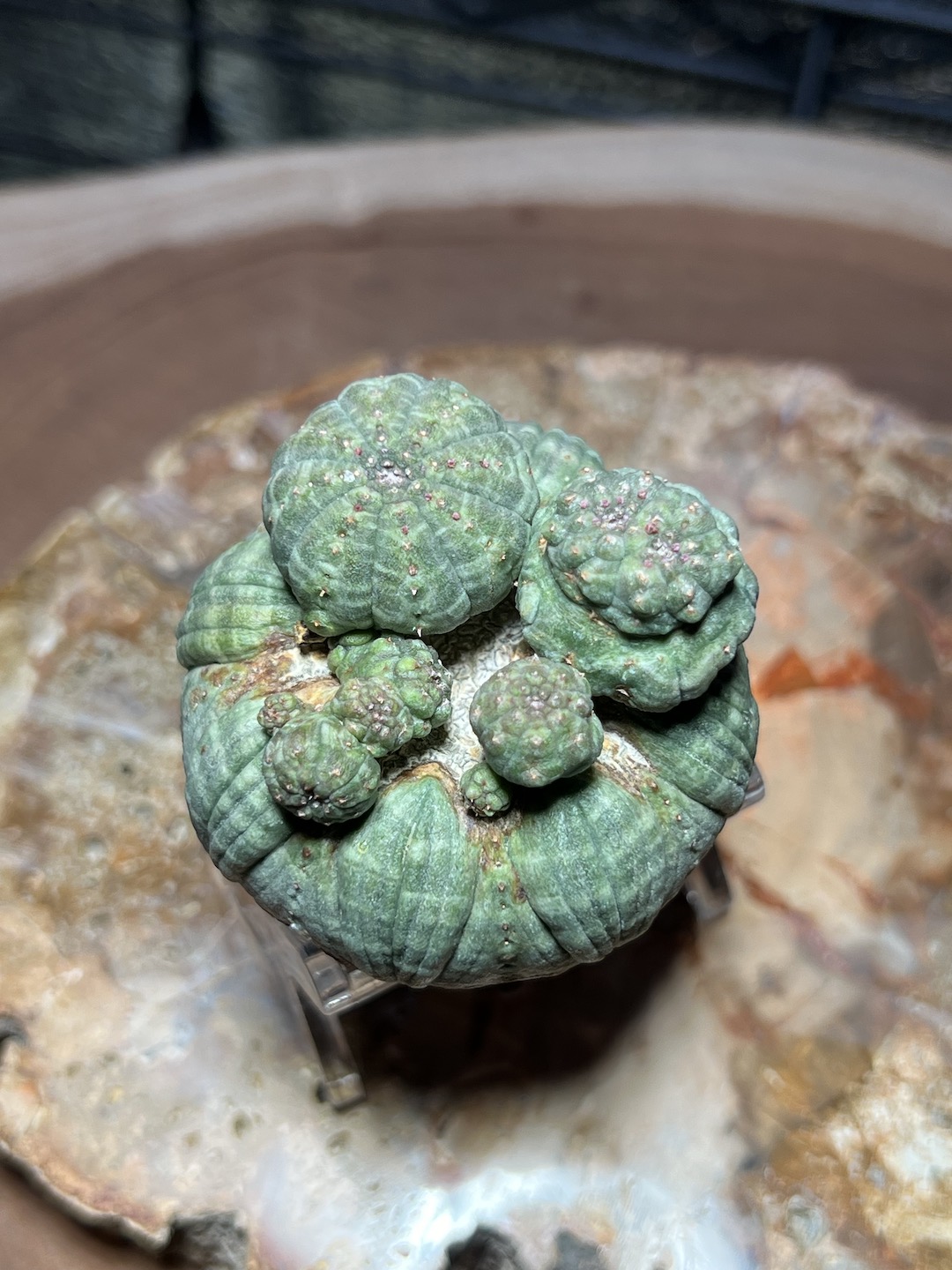 成長点潰れモンスト株】上段に綴化 あり! 輸入株 オベサ | Euphorbia