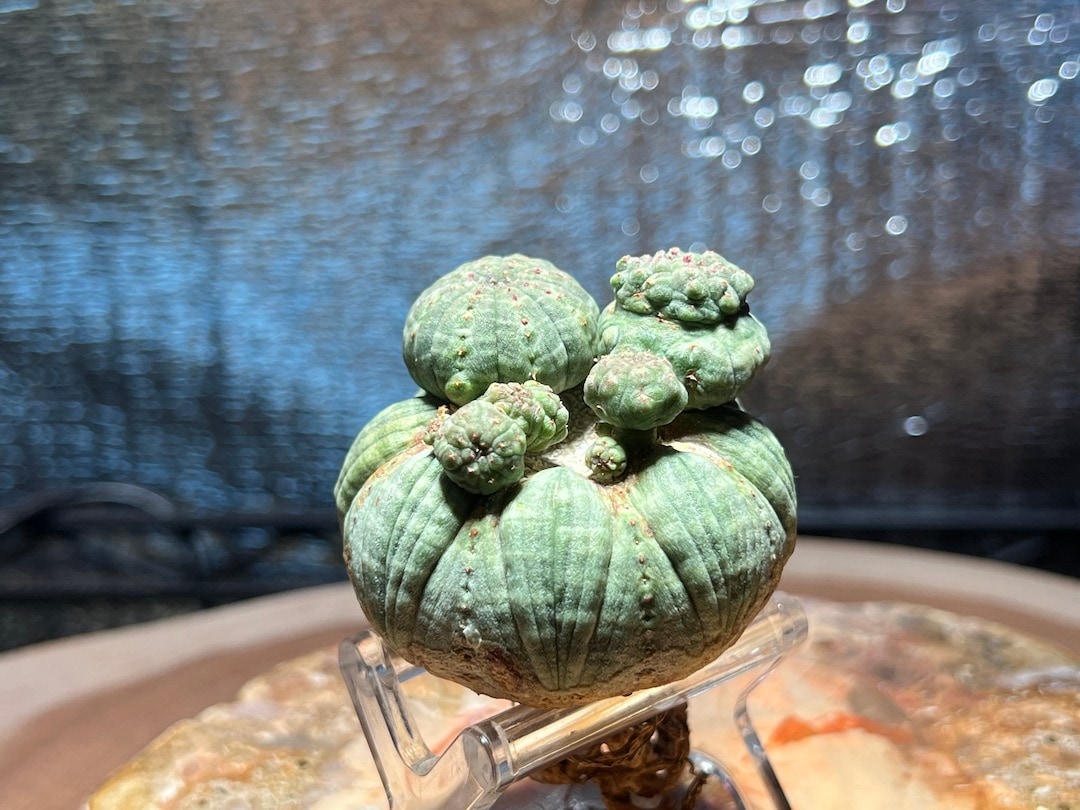 成長点潰れモンスト株】上段に綴化 あり! 輸入株 オベサ | Euphorbia