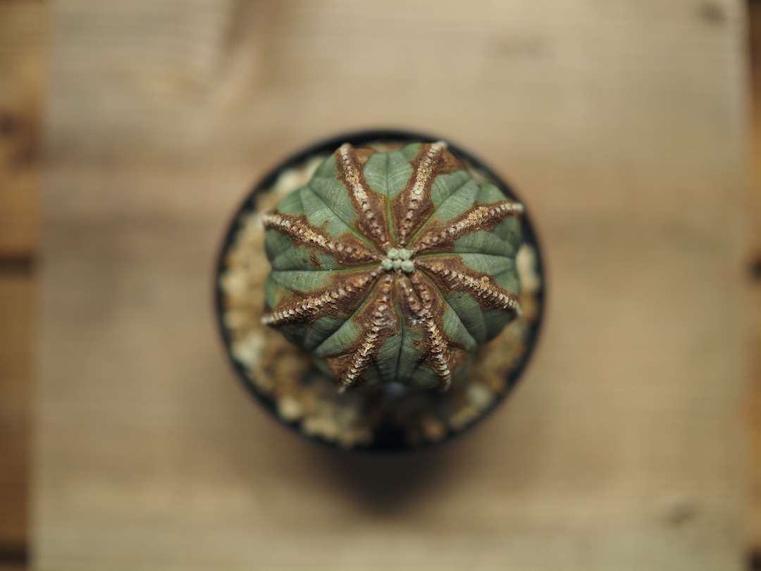 超美色木質化オベサ】 輸入株 ユーフォルビア・オベサ | すべての商品