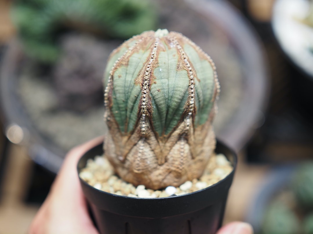 超美色木質化オベサ】 輸入株 ユーフォルビア・オベサ | すべての商品