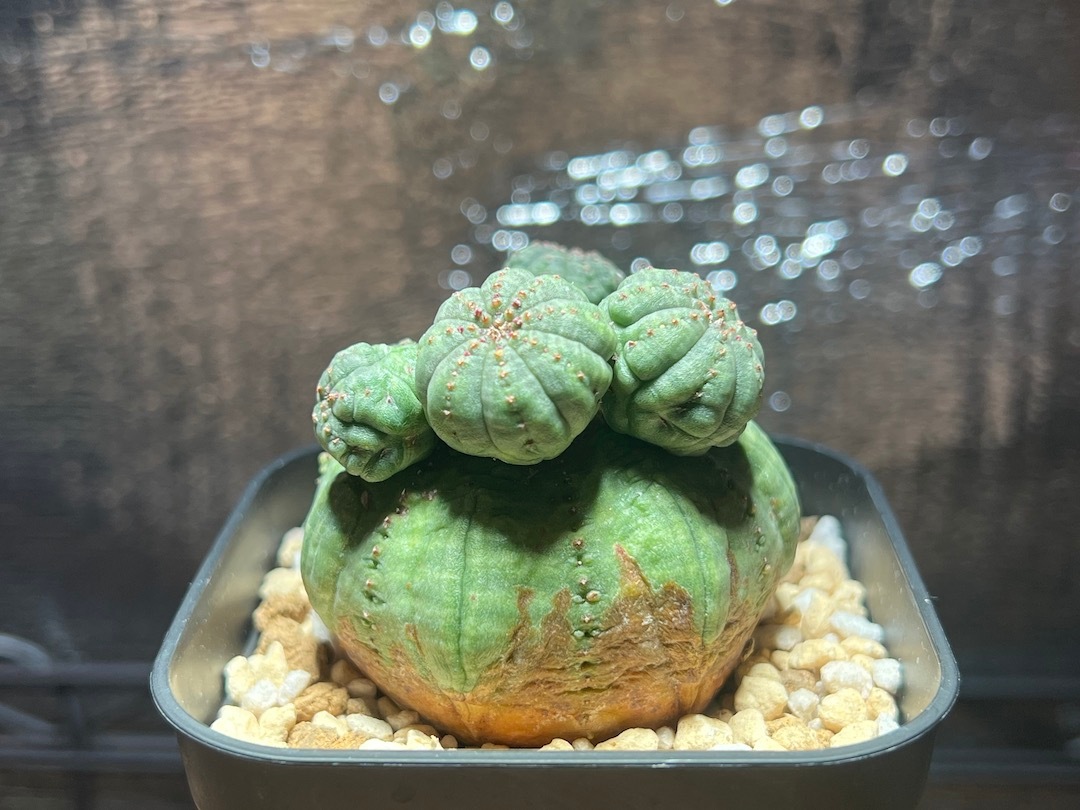 【成長点潰れ・レア株】輸入株 ユーフォルビア・オベサ