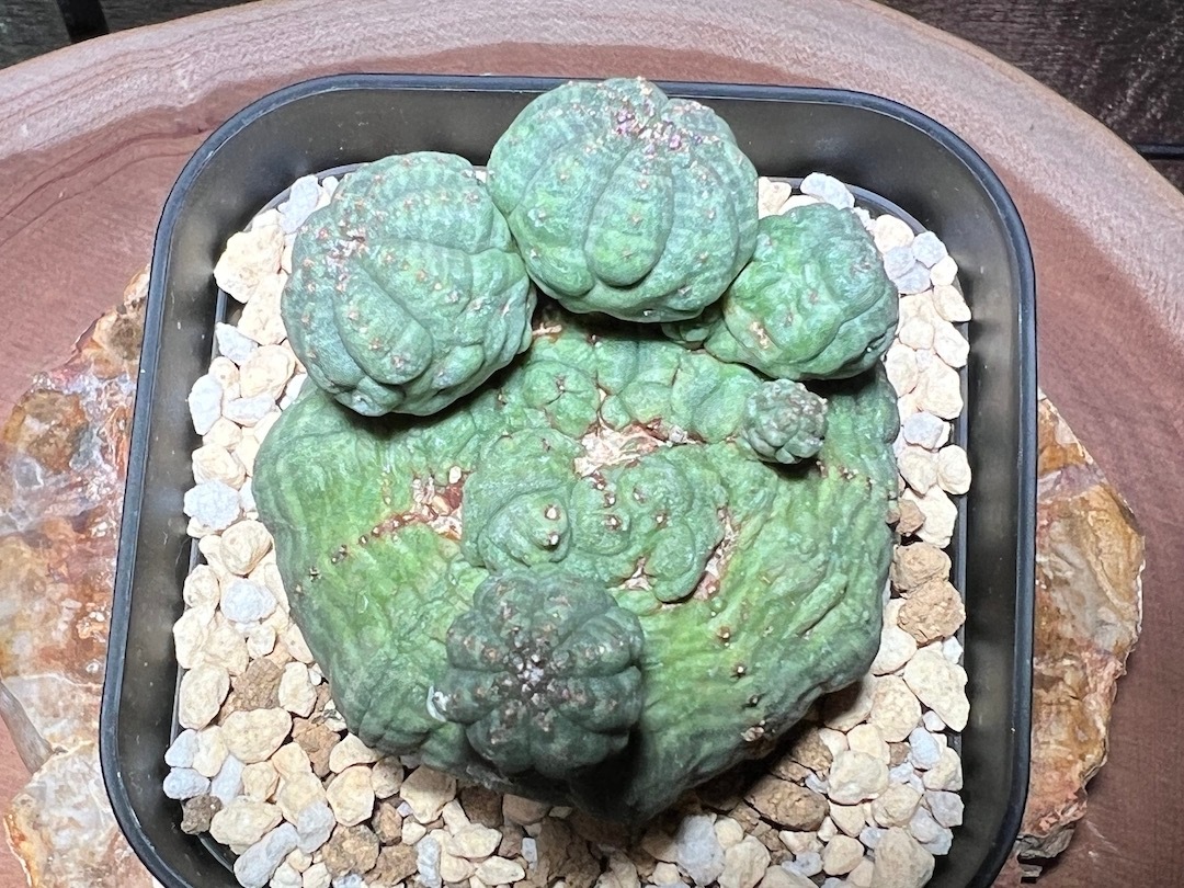 【成長点潰れ・レア株】輸入株 ユーフォルビア・オベサ