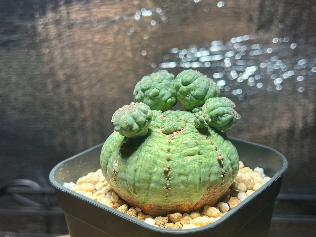 ユーフォルビア オベサ マルチヘッド 大株 【公式通販】