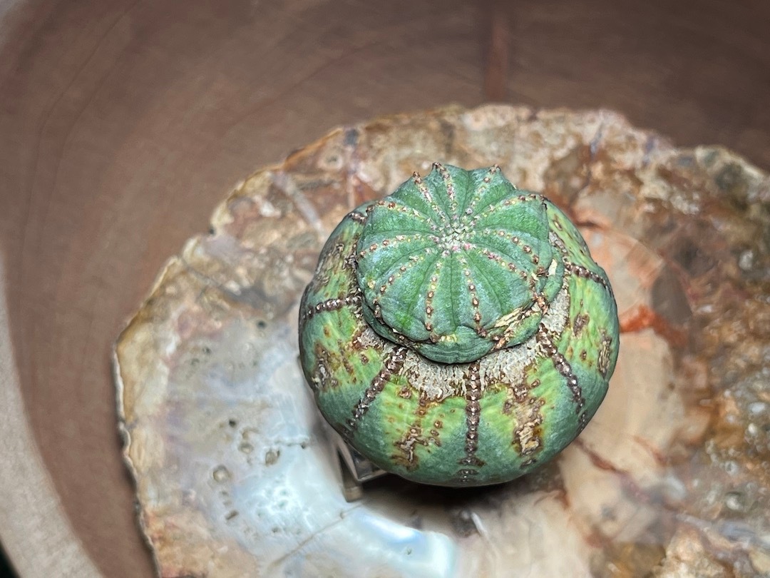 【超美型木質化雪だるま】アローになりそうな輸入株 ユーフォルビア・オベサ