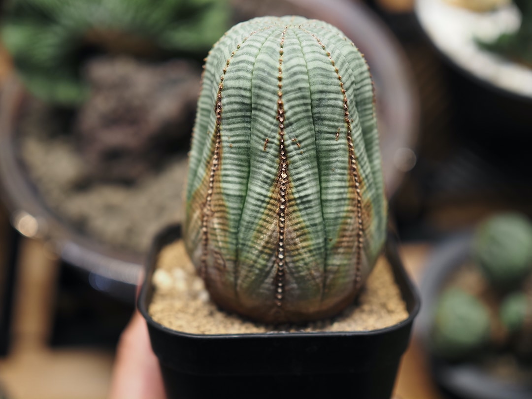 大株美模様オベサ】 迫力あり 輸入株 ユーフォルビア・オベサ