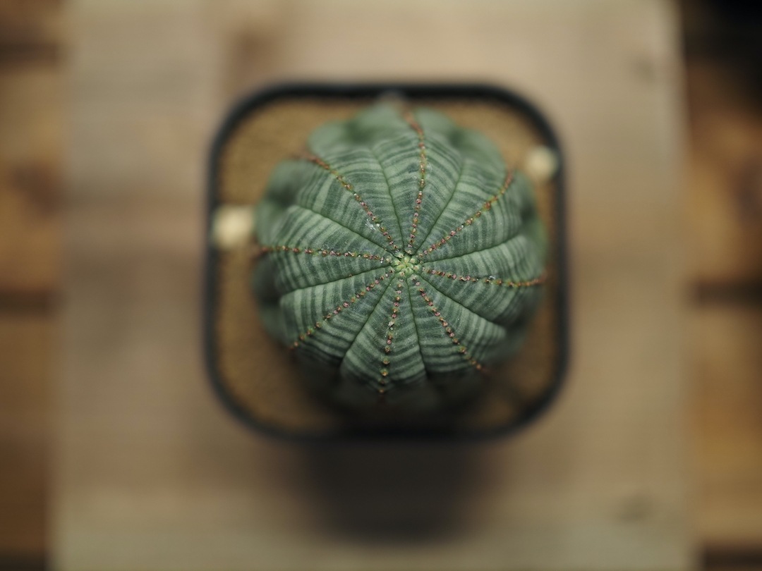 大株美模様オベサ】 迫力あり 輸入株 ユーフォルビア・オベサ