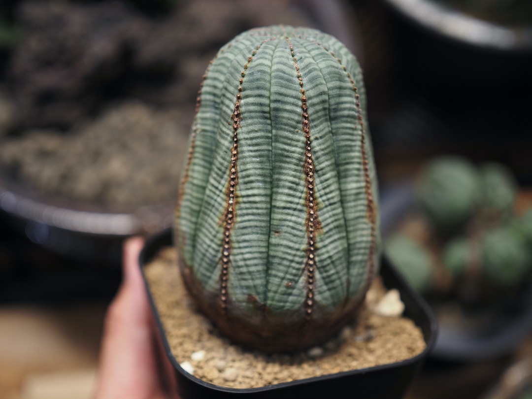 大株美模様オベサ】 迫力あり 輸入株 ユーフォルビア・オベサ