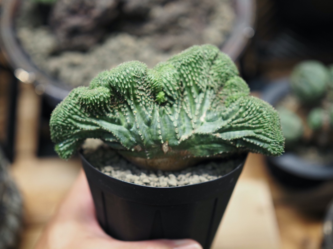 大型綴化大迫力オベサ】 迫力あり 輸入株 ユーフォルビア・オベサ