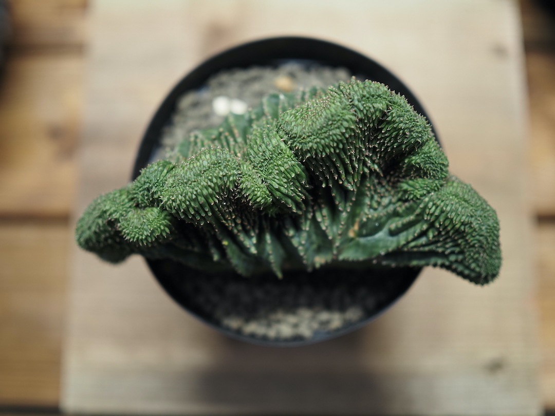 大型綴化大迫力オベサ】 迫力あり 輸入株 ユーフォルビア・オベサ