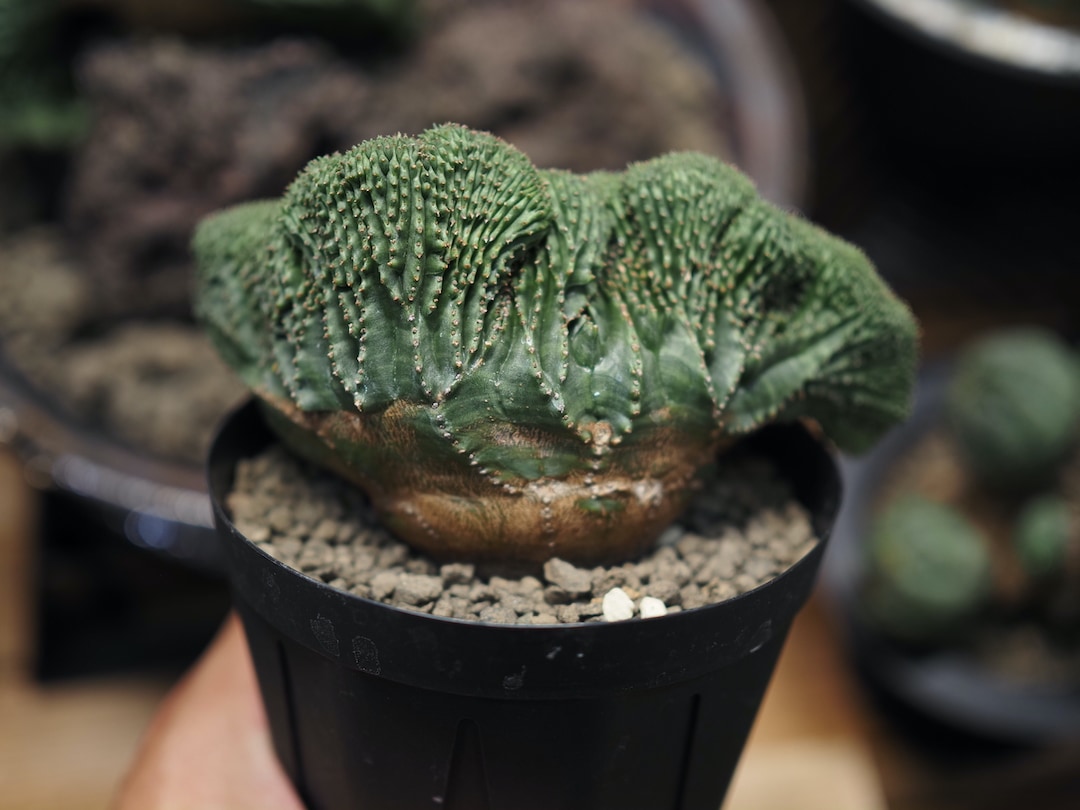 大型綴化大迫力オベサ】 迫力あり 輸入株 ユーフォルビア・オベサ