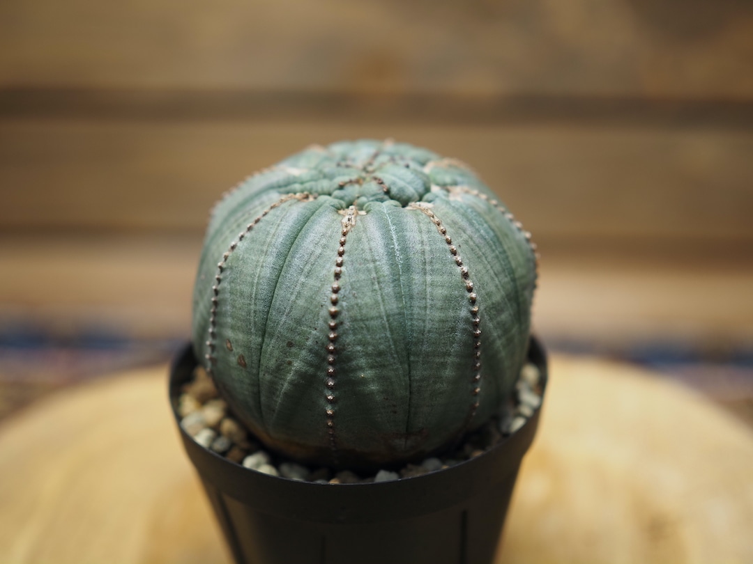 ユーフォルビアオベサ モンストローサ ユーフォルビアオベサ モンスト