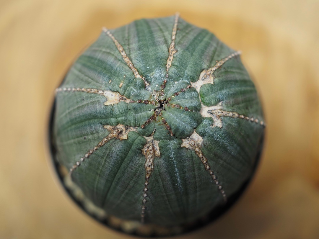 モンスト成長点オベサ】 迫力あり 輸入株 ユーフォルビア・オベサ