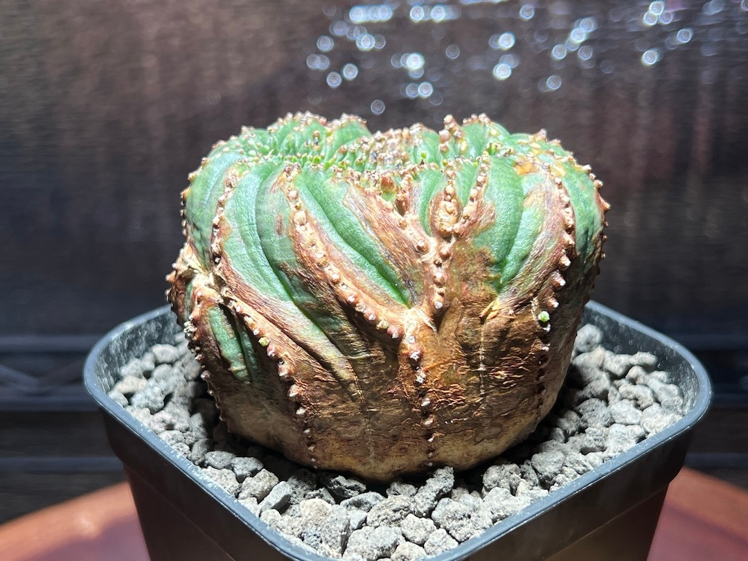 【綴化】【ワシャワシャ木質お化け株】 輸入株 ユーフォルビア・オベサ