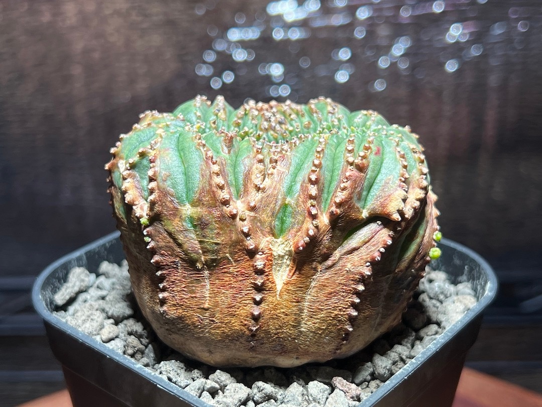【綴化】【ワシャワシャ木質お化け株】 輸入株 ユーフォルビア・オベサ