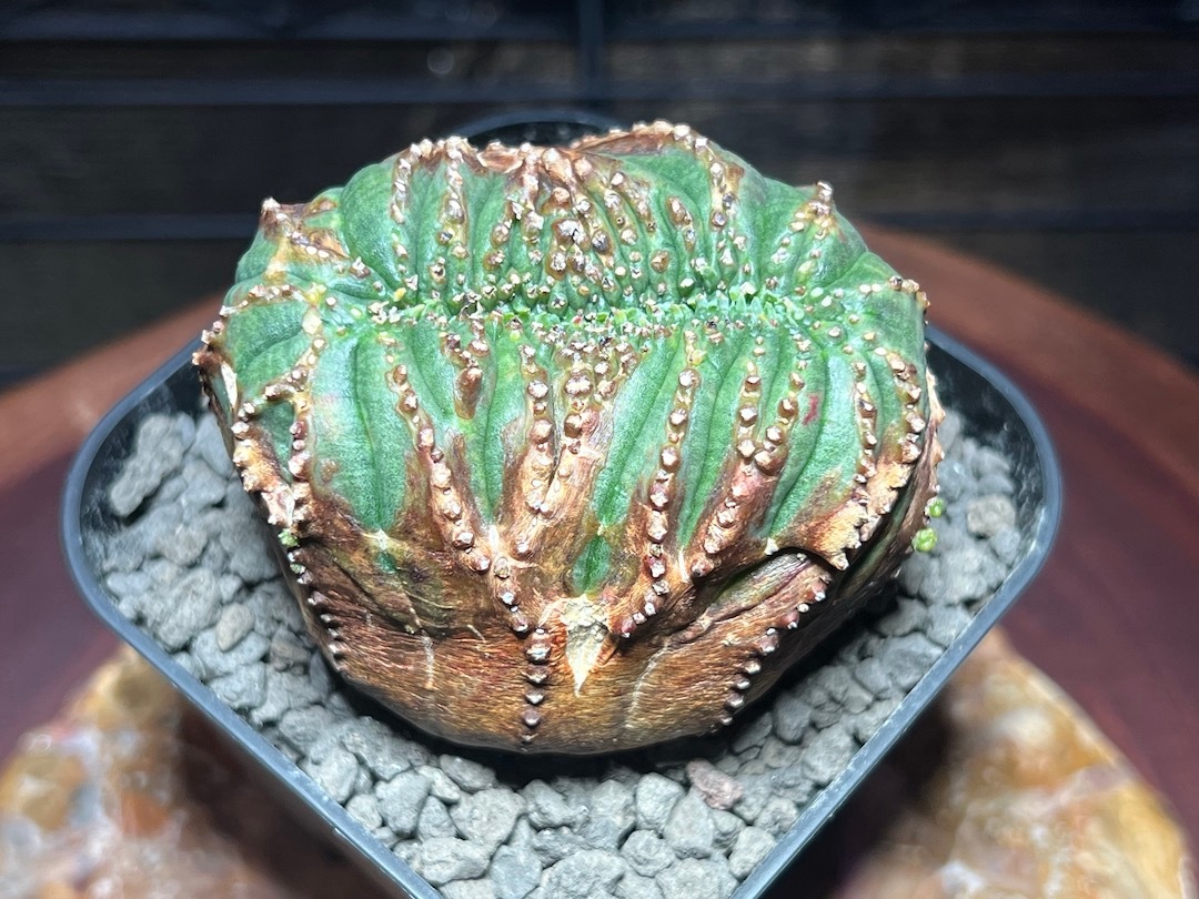 【綴化】【ワシャワシャ木質お化け株】 輸入株 ユーフォルビア・オベサ