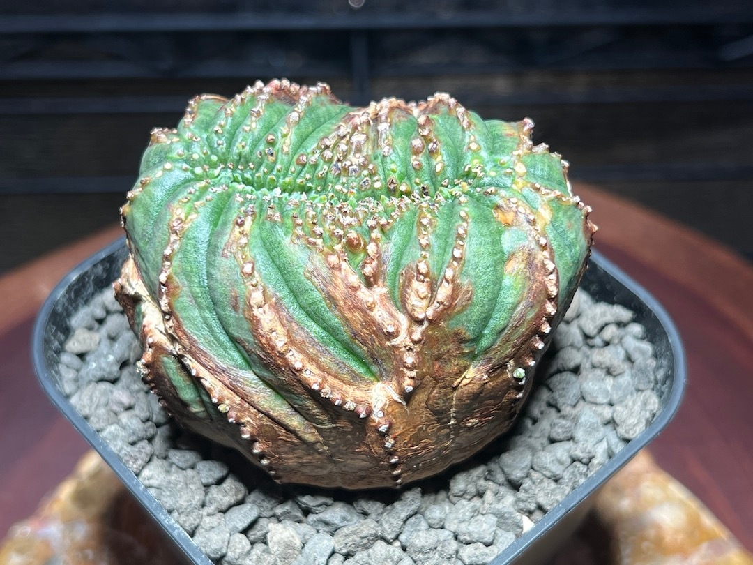 【綴化】【ワシャワシャ木質お化け株】 輸入株 ユーフォルビア・オベサ