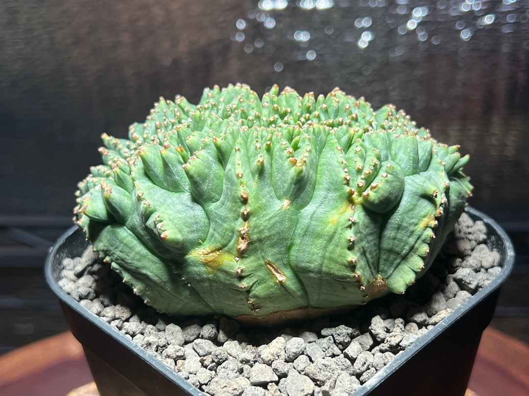 【綴化】【超ビックモンスター株】 輸入株 ユーフォルビア・オベサ