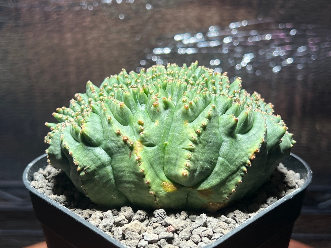【綴化】【超ビックモンスター株】 輸入株 ユーフォルビア・オベサ