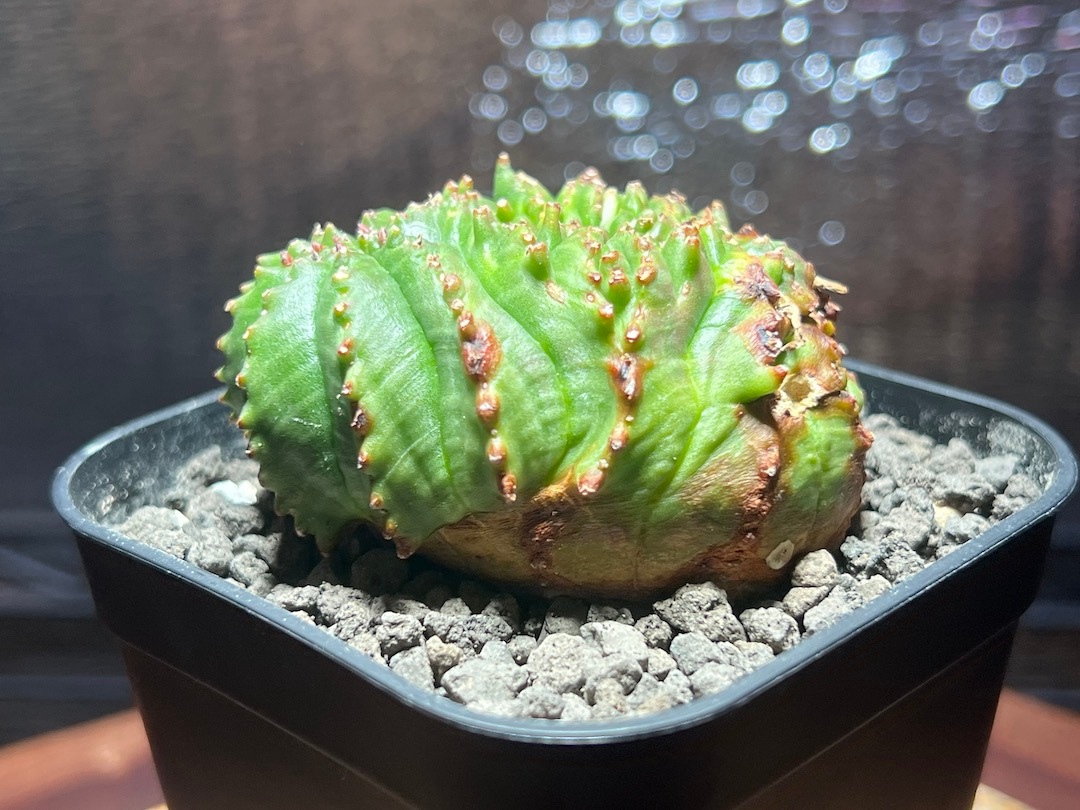 【綴化】【ダンゴムシ株】 輸入株 ユーフォルビア・オベサ