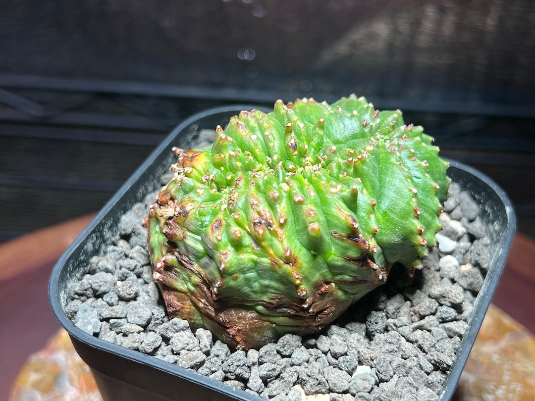 【綴化】【ダンゴムシ株】 輸入株 ユーフォルビア・オベサ