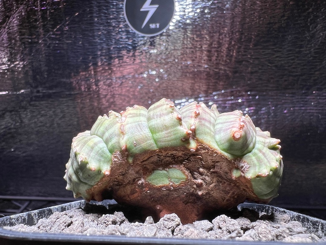 綴化】【迫力の3頭綴化】 輸入株 ユーフォルビア・オベサ | Euphorbia