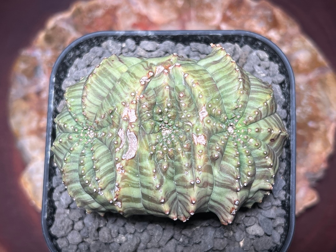 綴化】【迫力の3頭綴化】 輸入株 ユーフォルビア・オベサ | Euphorbia