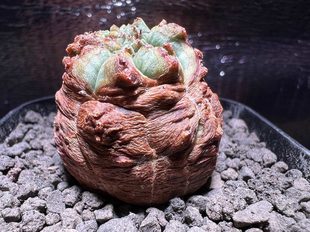 【モンスト】【鬼の木質化株】 輸入株 ユーフォルビア・オベサ